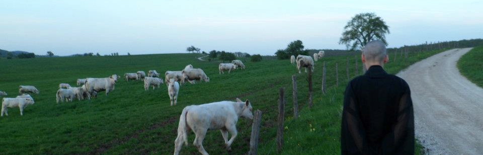Kankyo marche avec les vaches