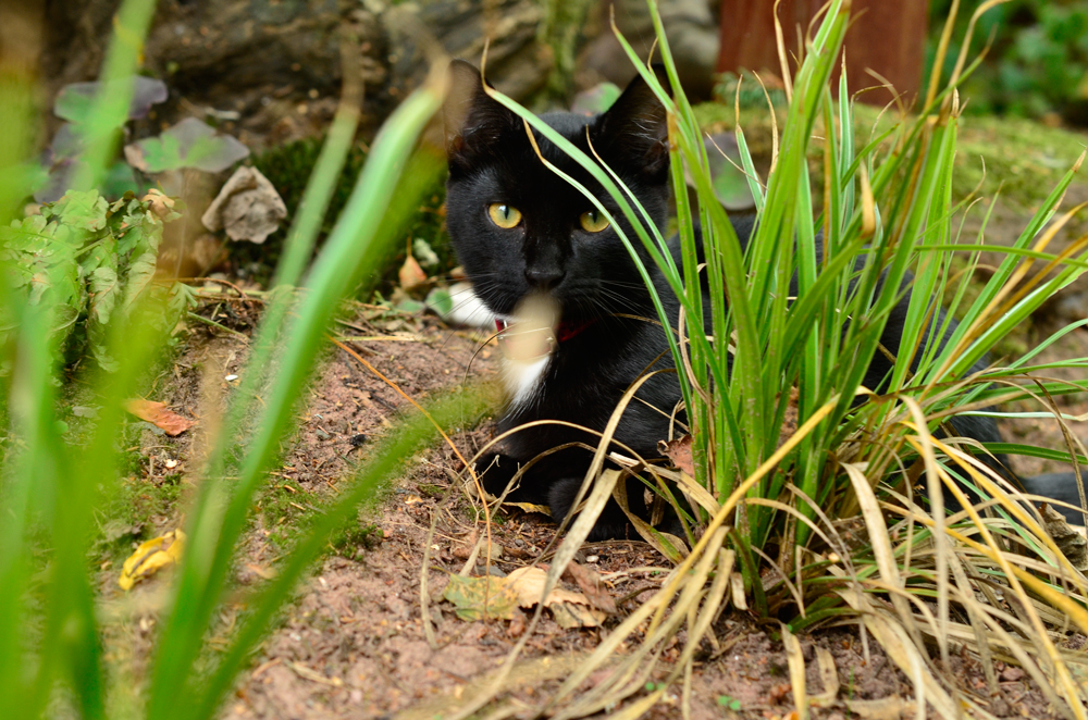 Jojo - Photo de David Gabriel Fisher