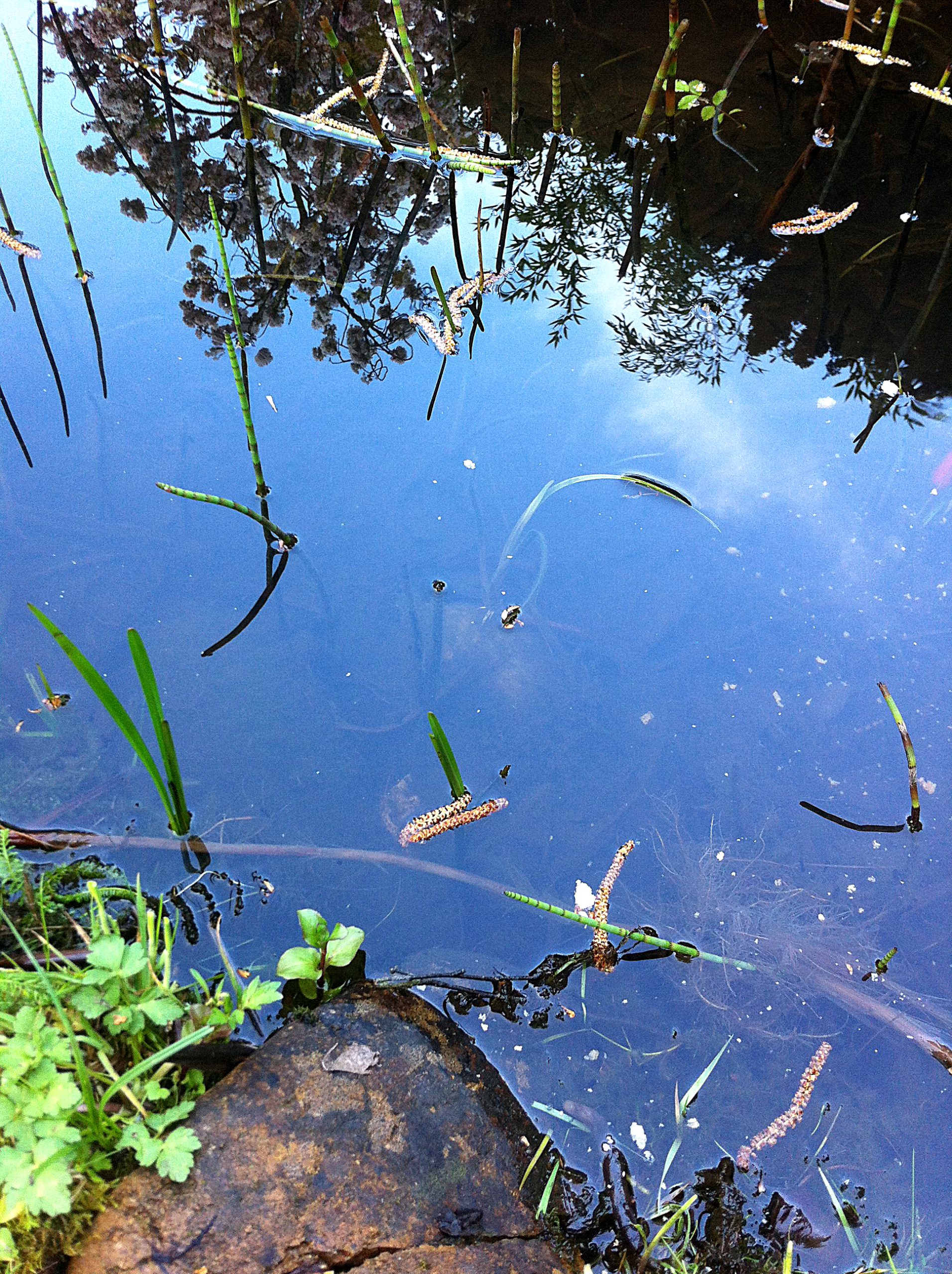 Eau calme, photo de François Busson