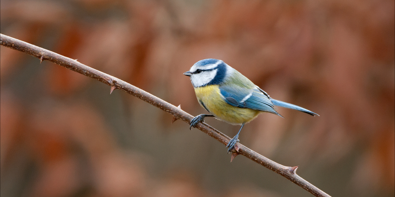 photo mésange bleue